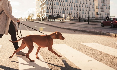 a woman walking a dog across a street